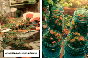 3 способа высушить марихуану