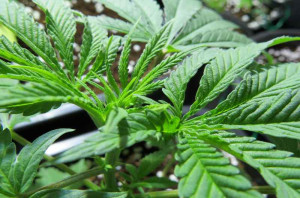 вегетация конопли