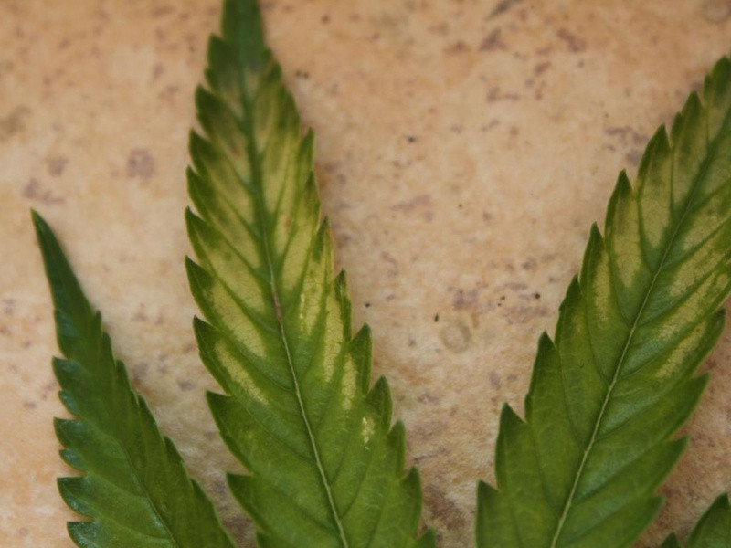 Желтые пятна на листьях конопли