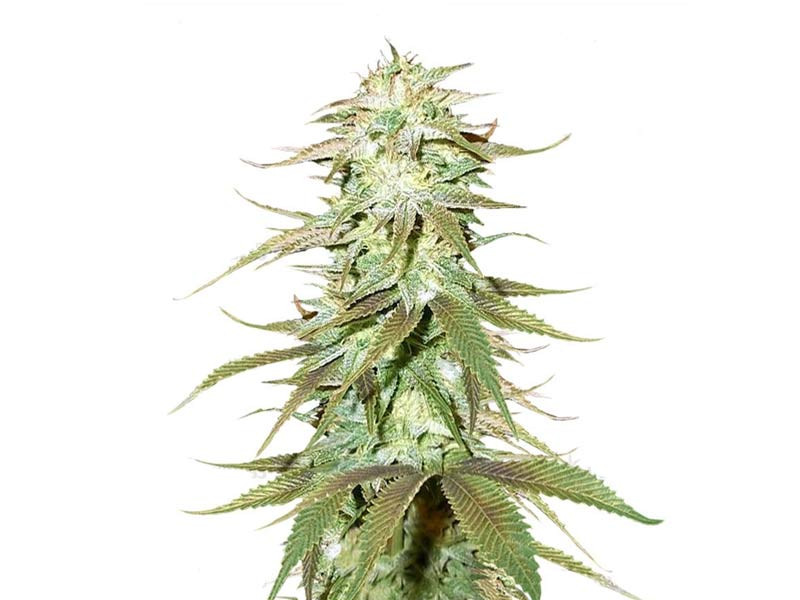 Сорт конопли Blueberry X от сидбанка Семяныч Blueberry X fem