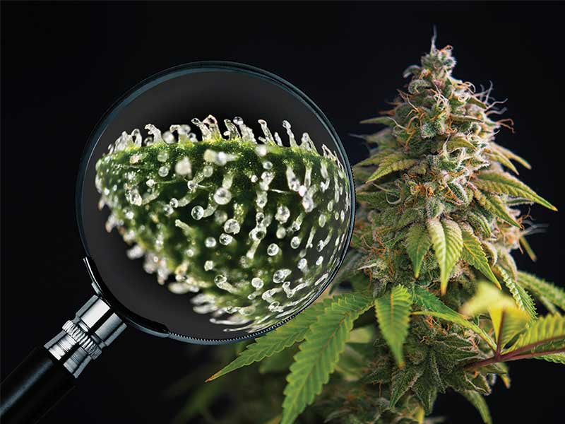 Определить время харвеста по трихомам Время для сбора урожая