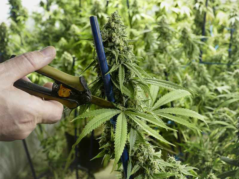Обрезка листьев конопли обрезка