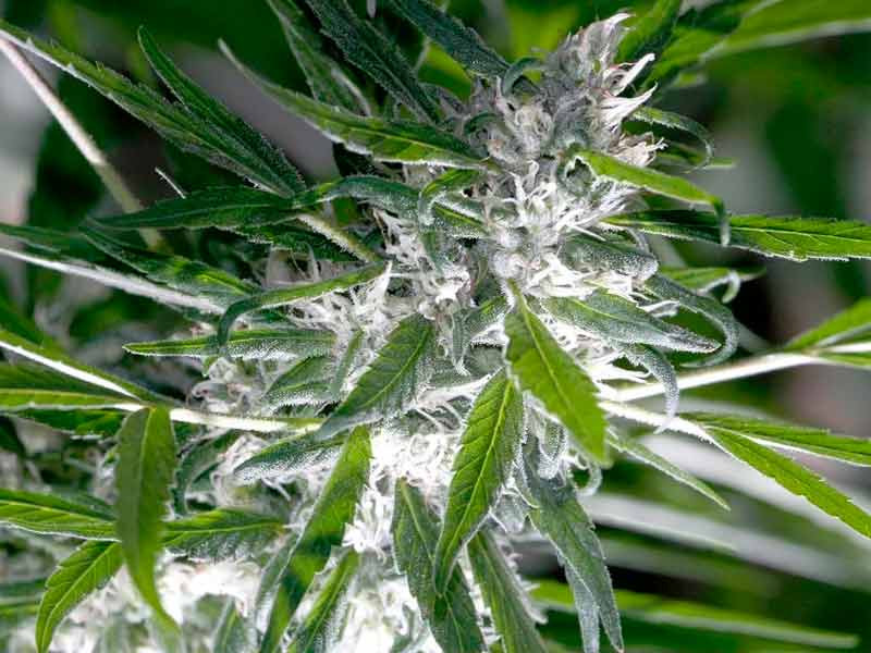 Цветение конопли