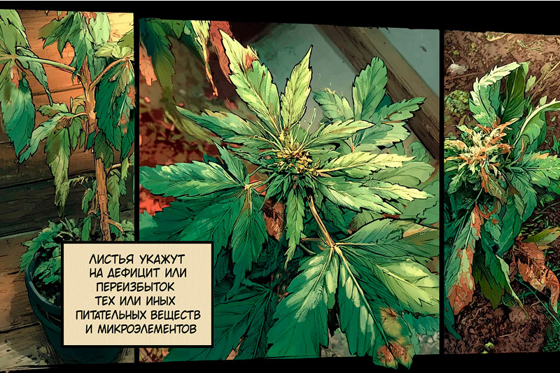 Проблемы с питанием конопли