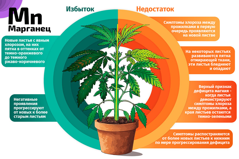 Марганец и конопля