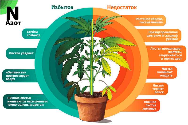 азот и марихуана