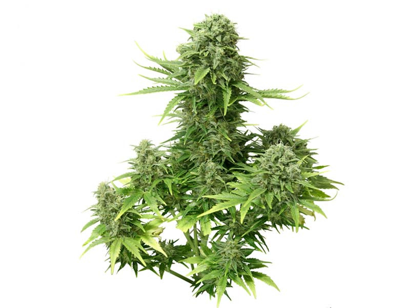 Пример невысокого автоцвета Миниатюрный автик