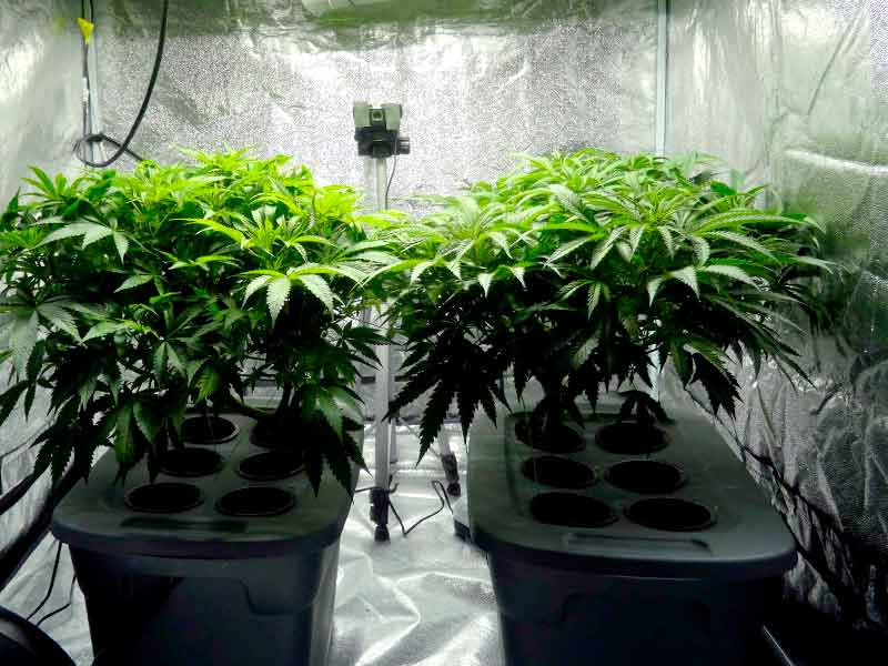Конопля на гидропонике Гидропоника