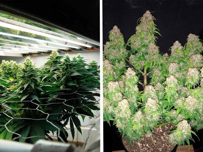 Отличия ScrOG и LST Отличия ЛСТ от СкрОГа