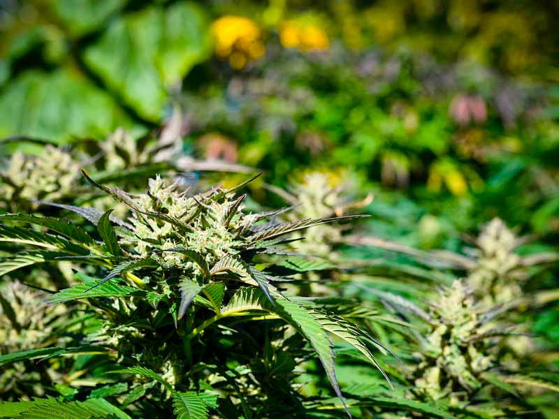 Процесс дыхания у каннабиса Дыхание у марихуаны