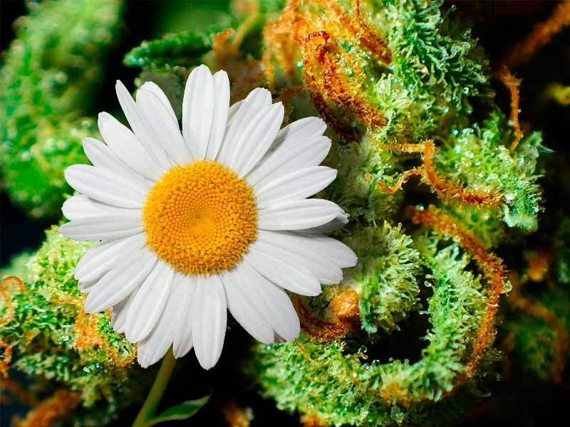 Ромашка стимулирует набухания бошек