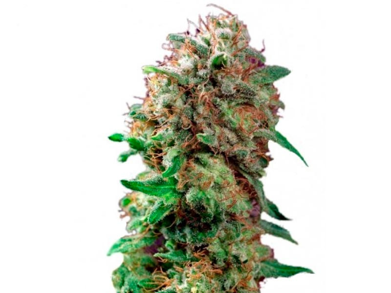 Сорт Mazar от Dutch Passion Mazar от Dutch Passion