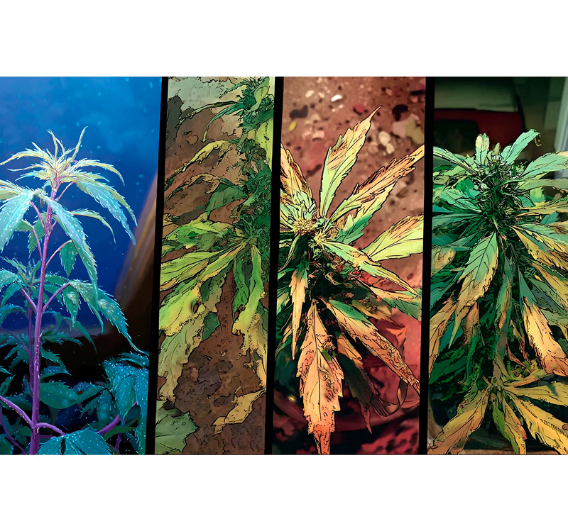 болезни конопли