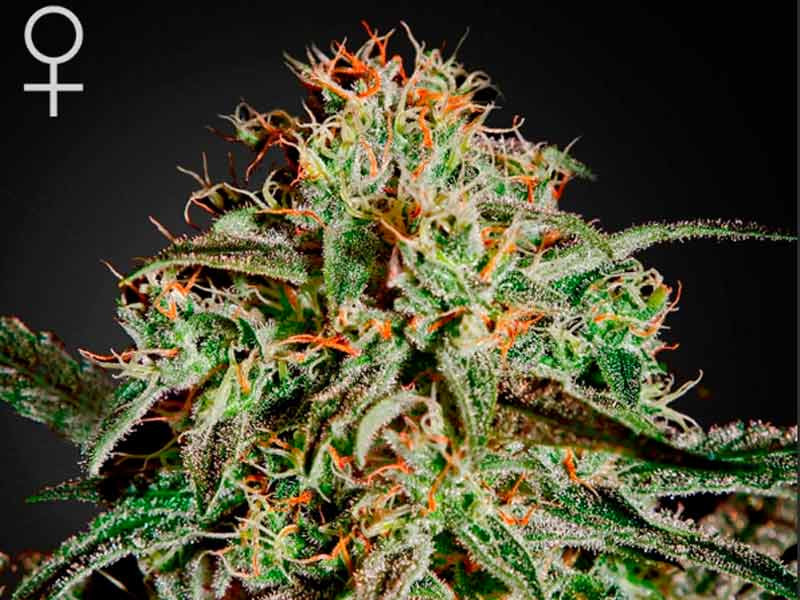 Сорт конопли AMS fem AMS fem