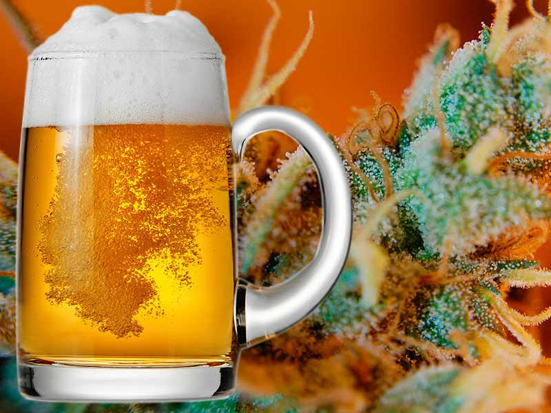 Пиво из конопли Конопляное пиво