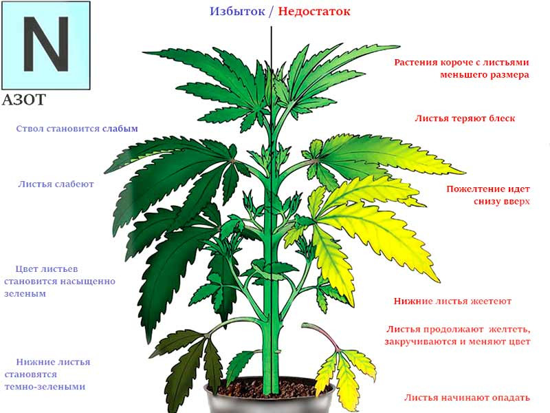 Проблемы с азотом у конопли Влияние азота на коноплю