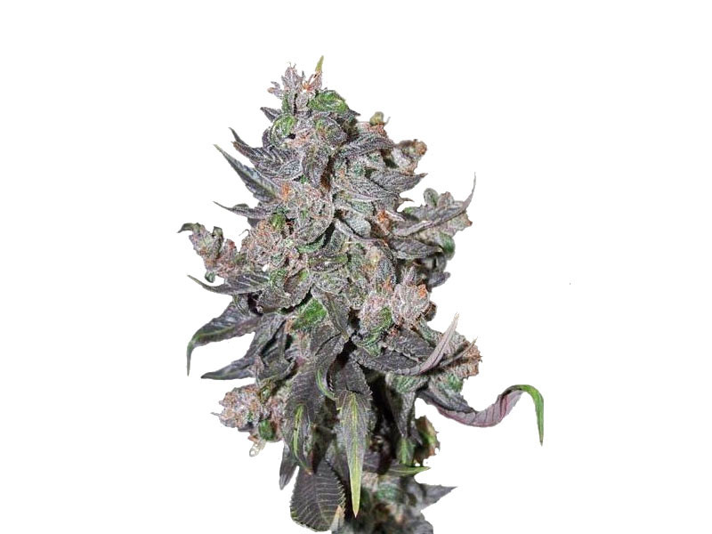 Слабопахнущий сорт Blue Mystic Automatic Blue Mystic Automatic