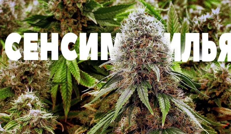Сенсимилья