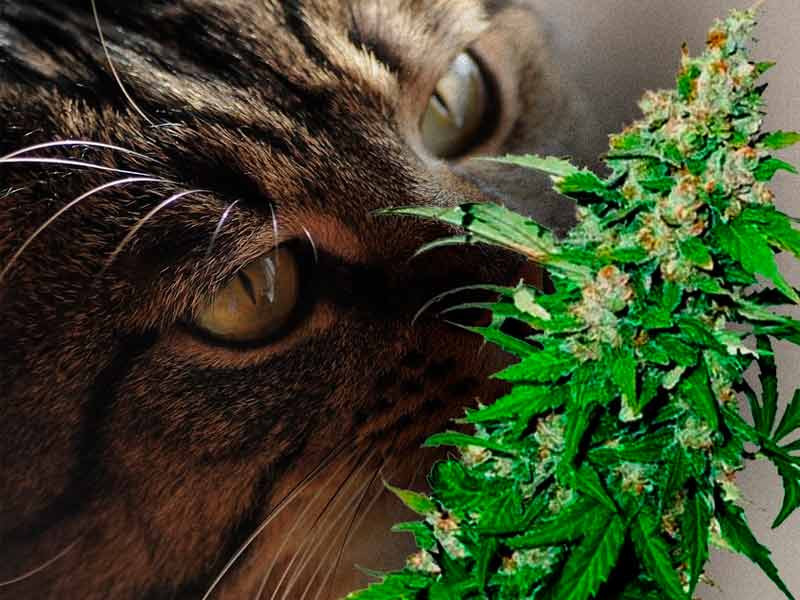 Слабопахнущие автоцветы Слабопахнущие автоцветы