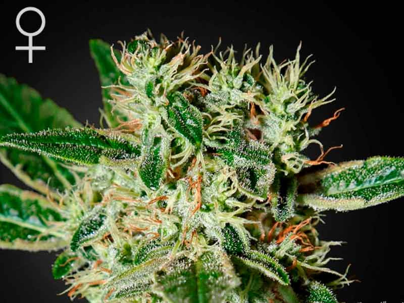 Сорт конопли Ladyburn 1974 fem Ladyburn 1974 fem