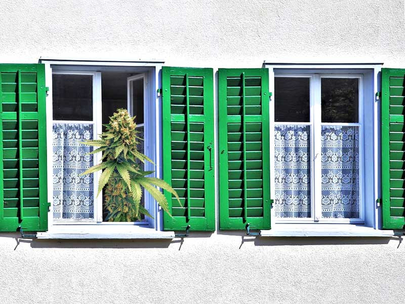Конопля на подоконнике
