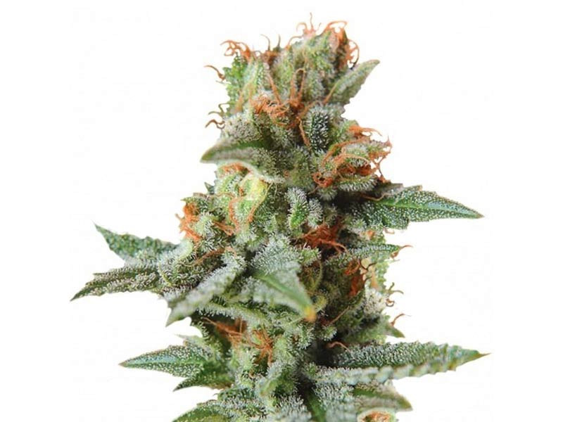 Сорт конопли Blueberry Kush Automatic от Nirvana Seeds Blueberry Kush Automatic fem