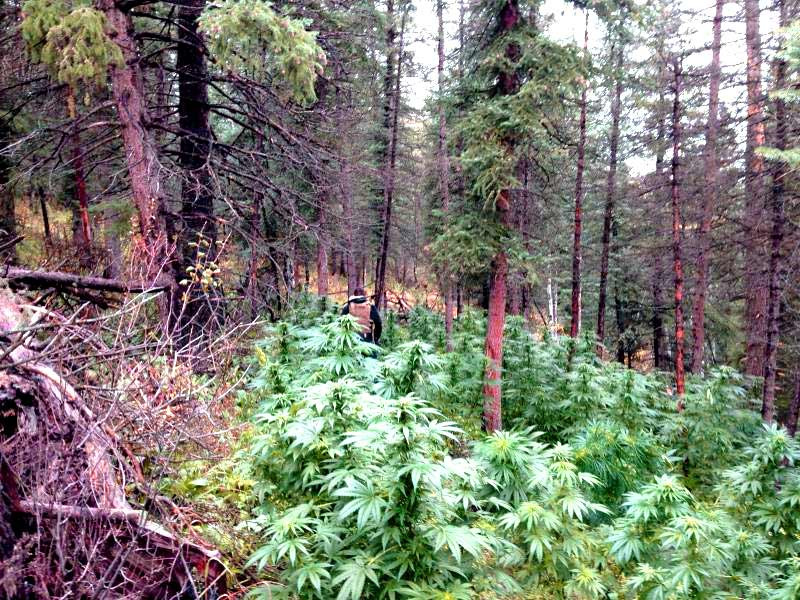 Уход за коноплей в лесу Уход за коноплёй в лесу