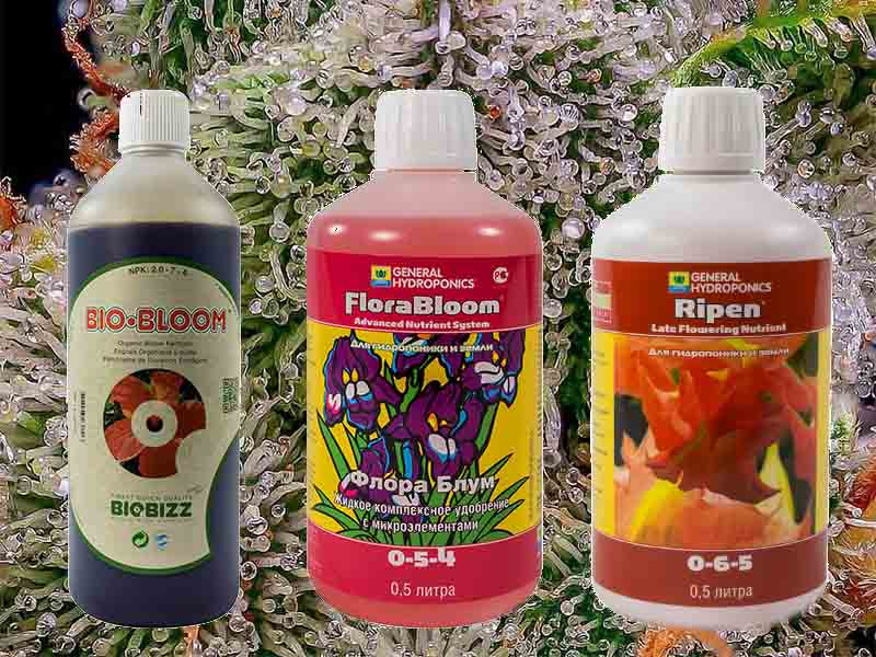 Комплексные добавки для цветения марихуаны Специальные стимуляторы