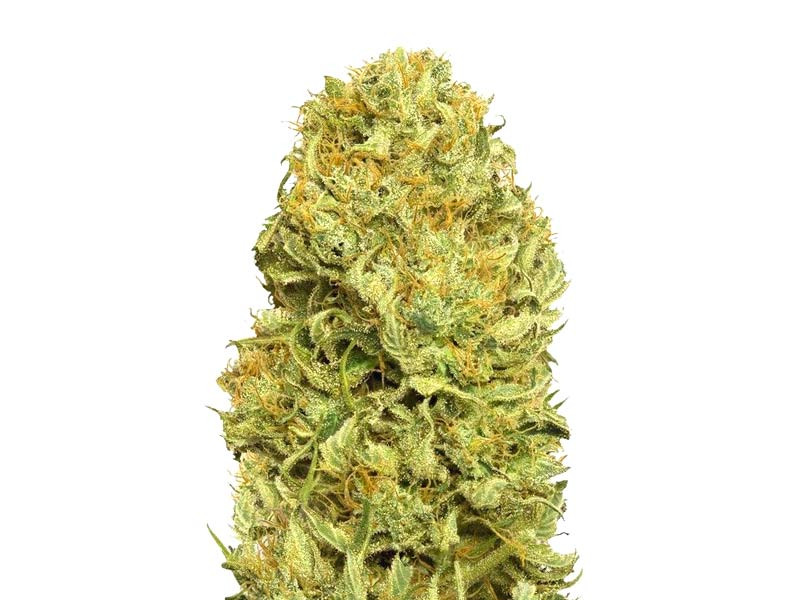Сорт конопли Blue Dream Auto от Humboldt Seeds Blue Dream Auto fem