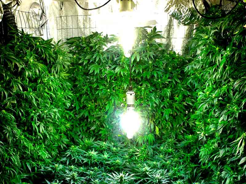 Вертикальное выращивание конопли в гроубоксе Пример вертикального выращивания