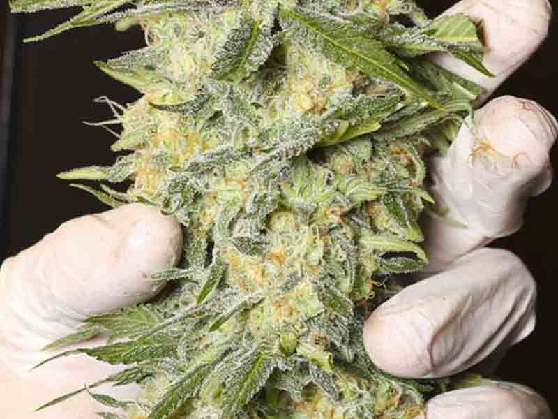 Бошка в руке Бошки в руке