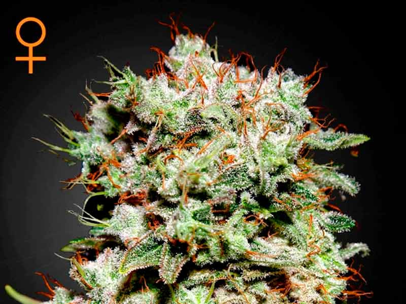 Сорт конопли Kalashnikova fem Kalashnikova fem