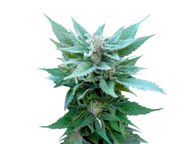 The Church fem от Green House Seeds The Church fem