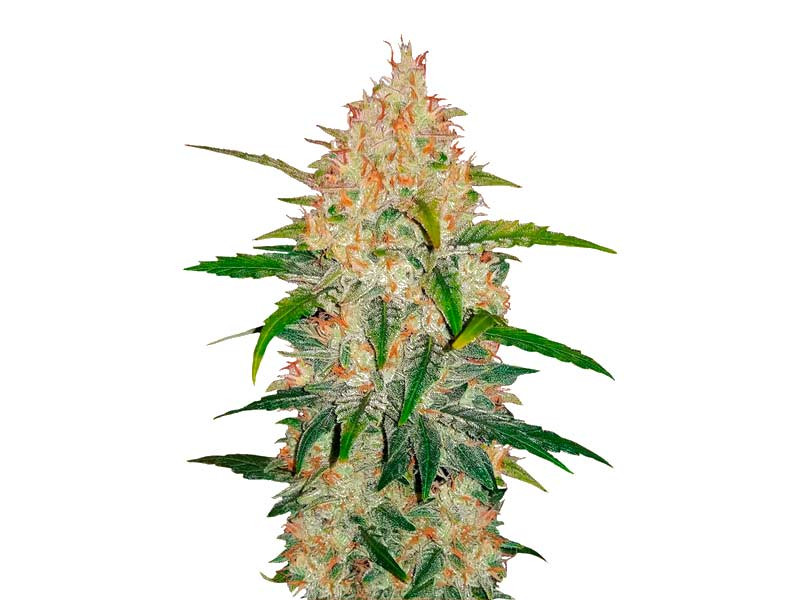 Сорт Zkittlez Auto Zkittlez Auto (FastBuds)