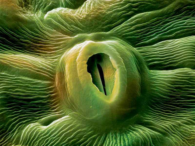 Клетка через которую дышит конопля Стомы у куста