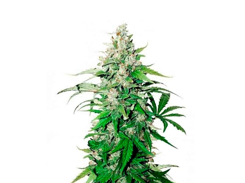 Слабопахнущий сорт Auto Cinderella Jack Auto Cinderella Jack