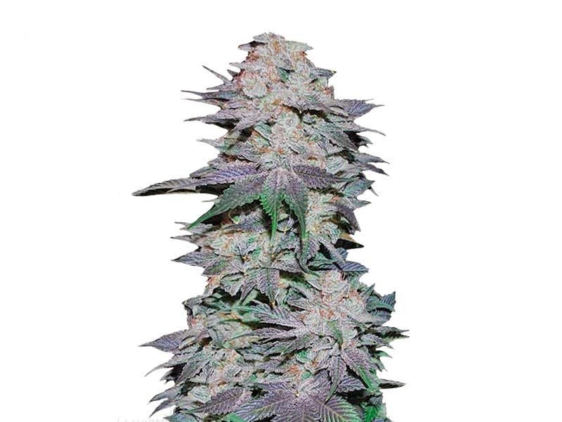 «Сорт Blackberry Auto fem от «FastBuds» Blackberry Auto fem