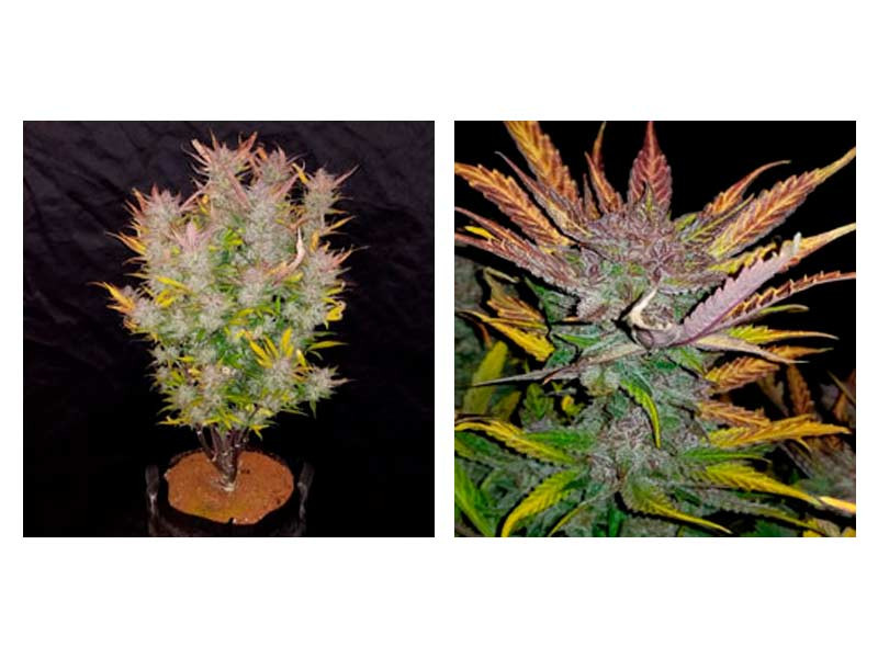 Гроурепорт на сорт Cream Cookies Auto Cream Cookies Auto