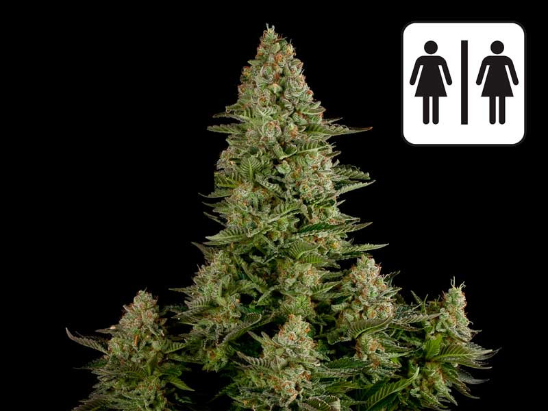 Процесс феминизации конопли Феминизация марихуаны