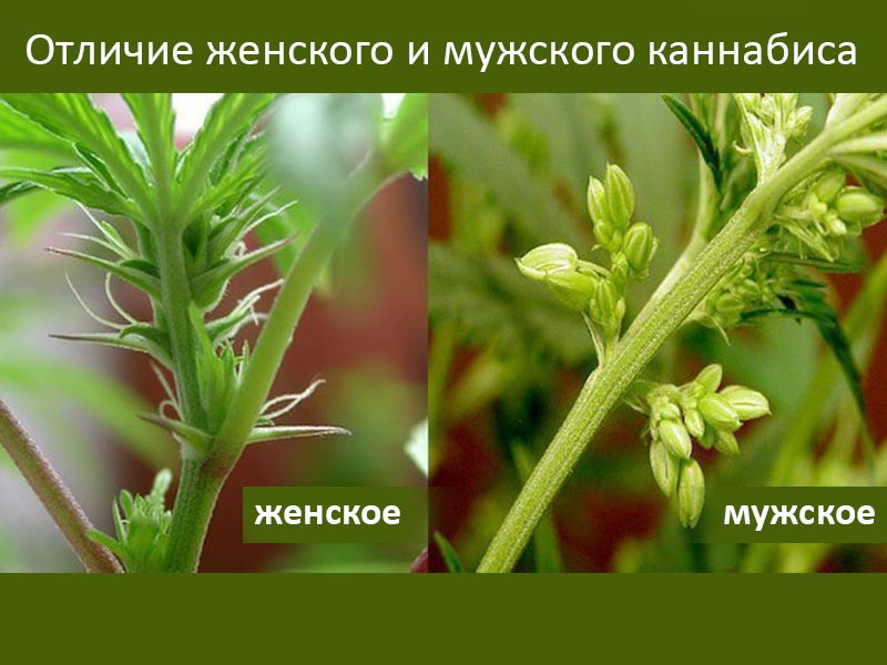 Отличия между мужским и женским типом каннабиса Отличия женского и мужского каннабиса