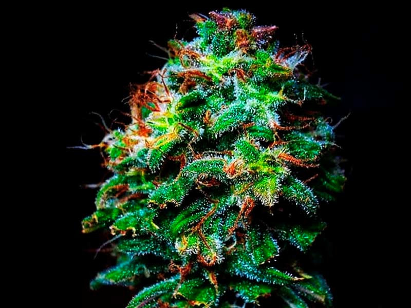 Сорт LSD от Barney`s Farm LSD от Barney`s Farm