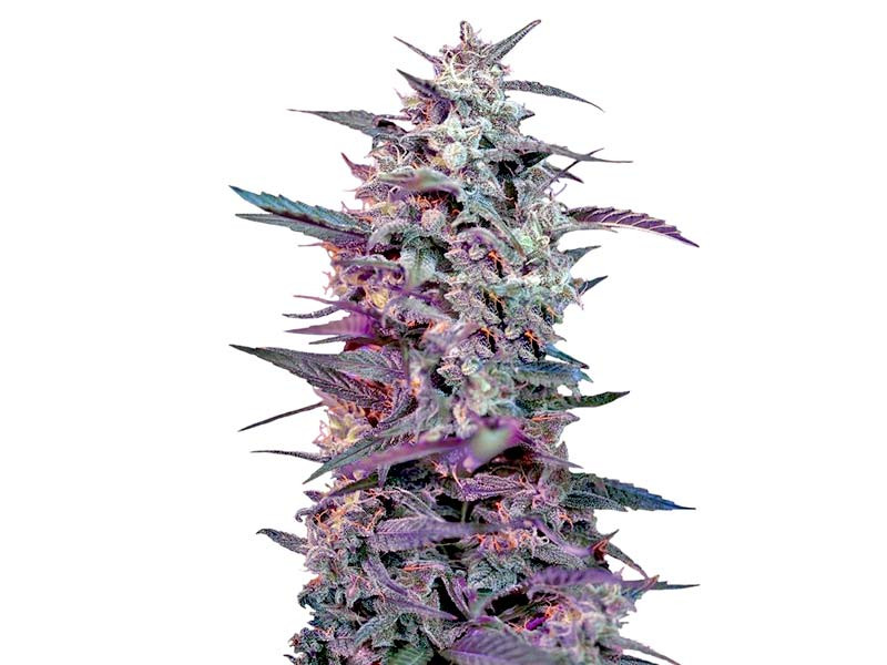 Bloody Skunk Auto fem от Sweet Seeds Bloody Skunk Auto fem