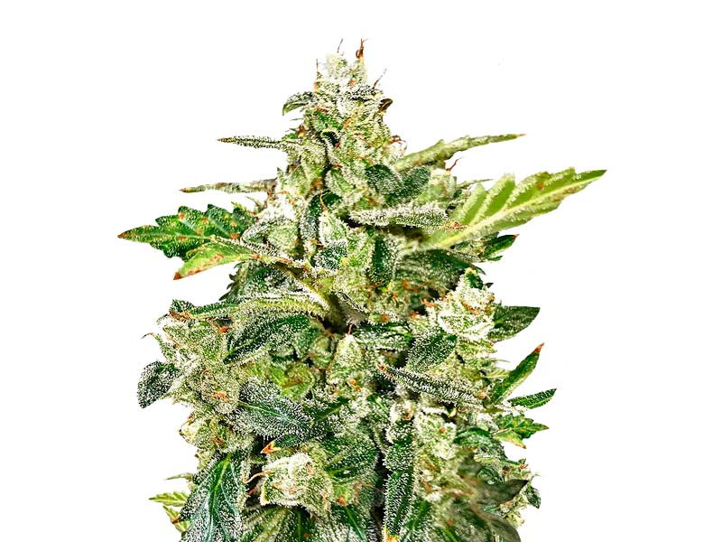Auto Anesthesia fem от Pyramid Seeds Auto Anesthesia - для рекреационных и медицинских целей