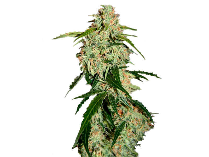 Big Bang Auto от Green House Seeds Big Bang Auto - урожайный сорт конопли