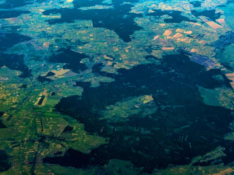 Выбор места для выращивания в лесу Выбор места для грова в лесу