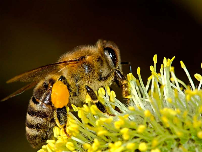 Пчела собирает мед Пчела за работой
