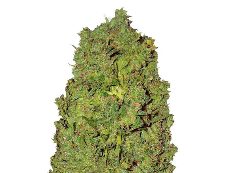 Auto New York City fem от Pyramid Seeds Auto New York City - сативный хай эффект