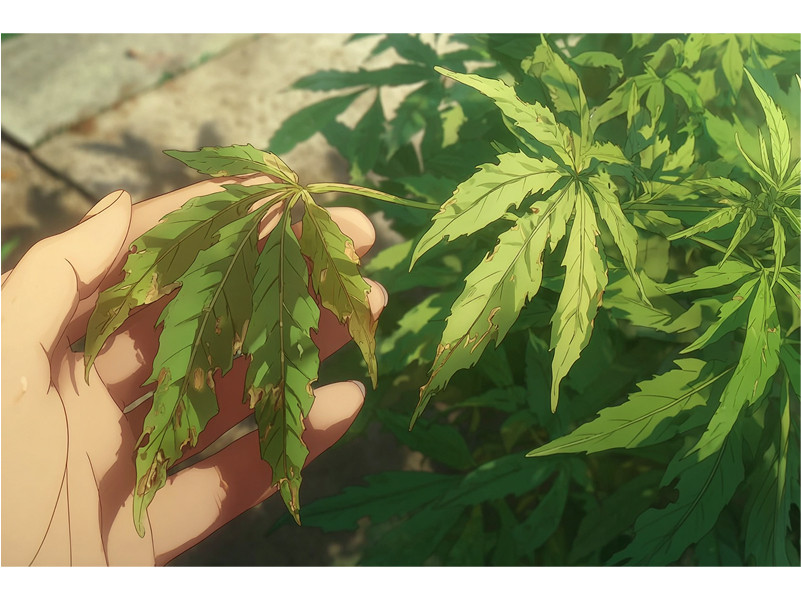 передозировка подкормками