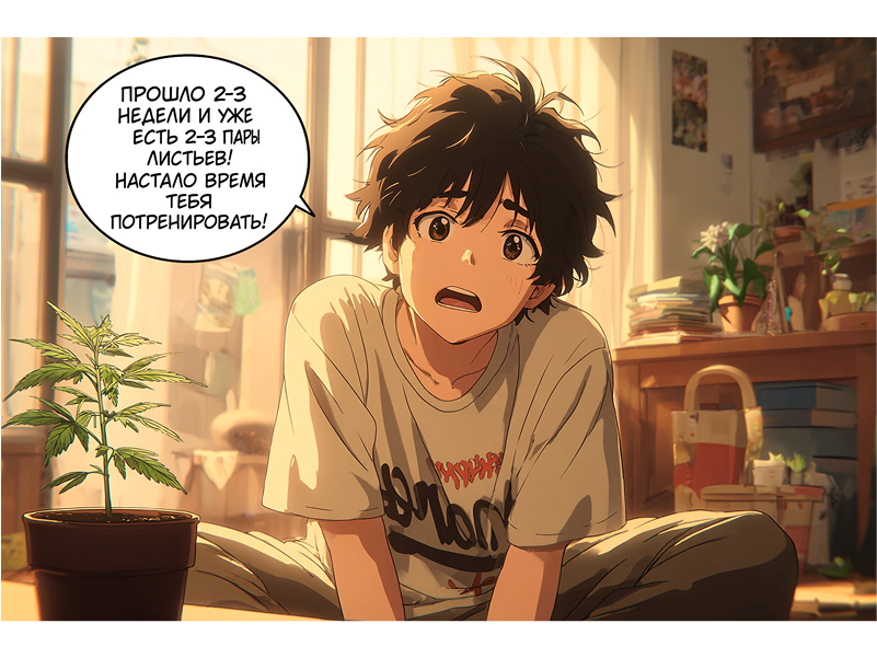 период вегетации конопли