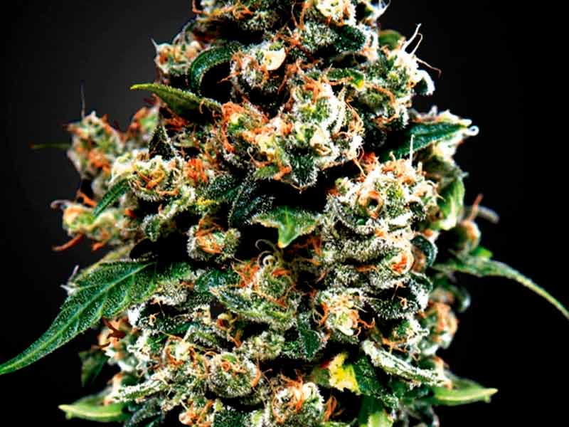 Сорт конопли Jack Herer fem Jack Herer fem